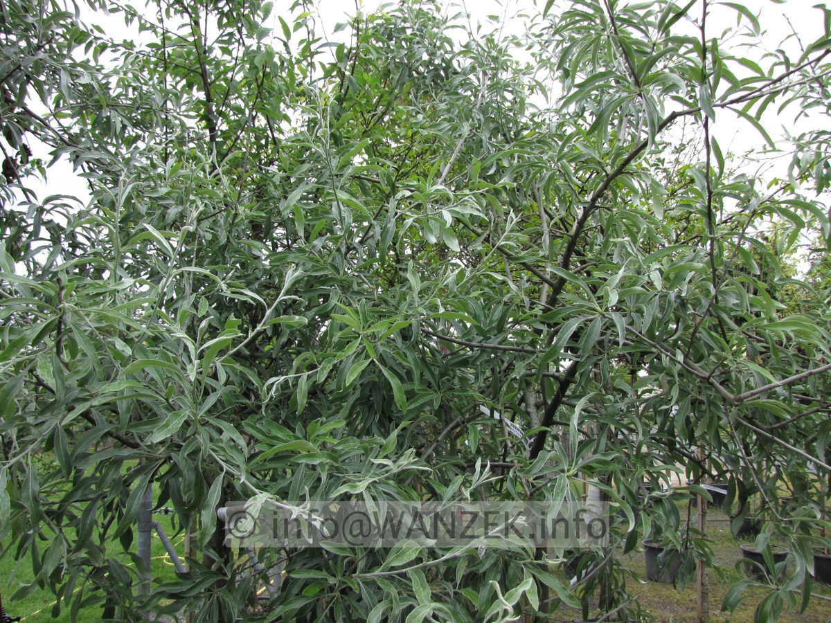 Pyrus salicifolia Pendula 01 Olivenbaumersatz.JPG